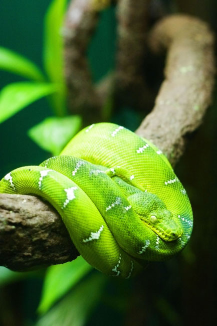 One of the snakes at the aquarium